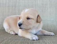 Dollie , a female Australian Shepherd and Golden Retriever for sale in Limestone, TN – 4 of 4