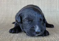 Trixie , a female Australian Shepherd and Golden Retriever for sale in Limestone, TN – 2 of 3