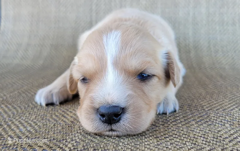 Goldie – Australian Shepherd, Golden Retriever puppy for sale in Limestone, TN