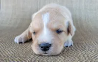 Goldie, a female Australian Shepherd and Golden Retriever for sale in Limestone, TN – 1 of 4