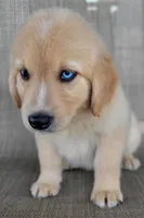 Waffles , a male Australian Shepherd and Golden Retriever for sale in Limestone, TN – 3 of 7
