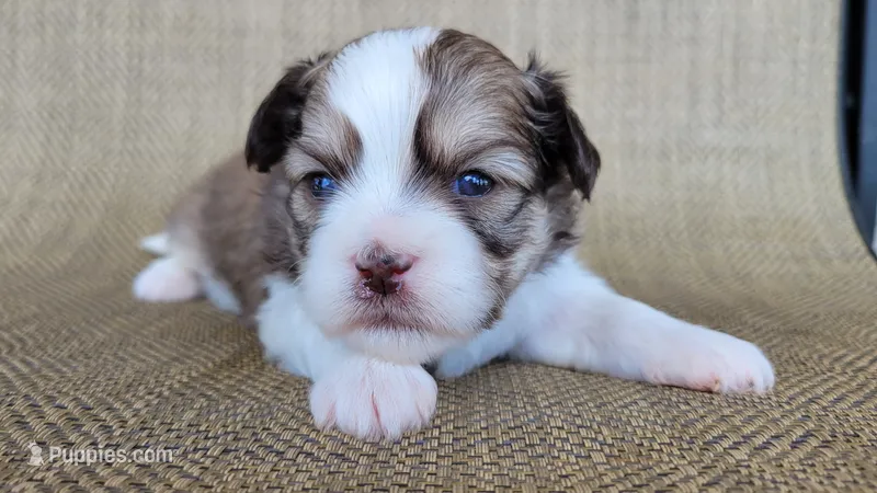 Sofia – Shichon puppy for sale in Limestone, TN