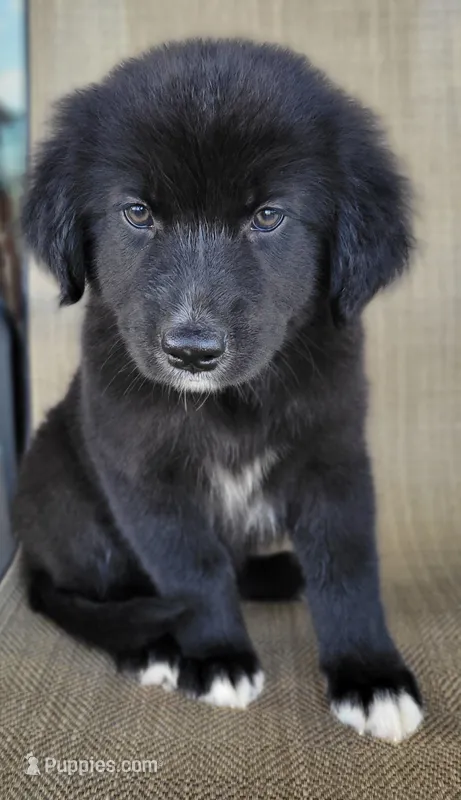 Bluey – Australian Shepherd, Golden Retriever puppy for sale in Limestone, TN