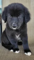 Bluey, a male Australian Shepherd and Golden Retriever for sale in Limestone, TN – 1 of 8