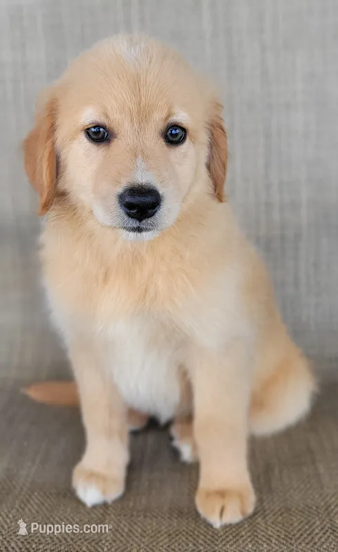Dollie  – Australian Shepherd, Golden Retriever puppy for sale in Limestone, TN