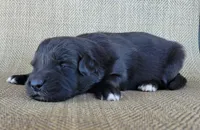 Bear, a male Australian Shepherd and Golden Retriever for sale in Limestone, TN – 3 of 3