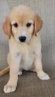Elsa , a female Australian Shepherd and Golden Retriever for sale in Limestone, TN – 5 of 8