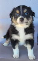 Ruby, a female Australian Shepherd for sale in Limestone, TN – Photo 1 of 4