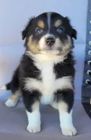 Ruby, a female Australian Shepherd for sale in Limestone, TN – Photo 2 of 4