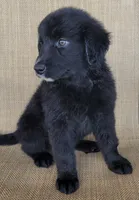 Trixie , a female Australian Shepherd and Golden Retriever for sale in Limestone, TN – 2 of 5