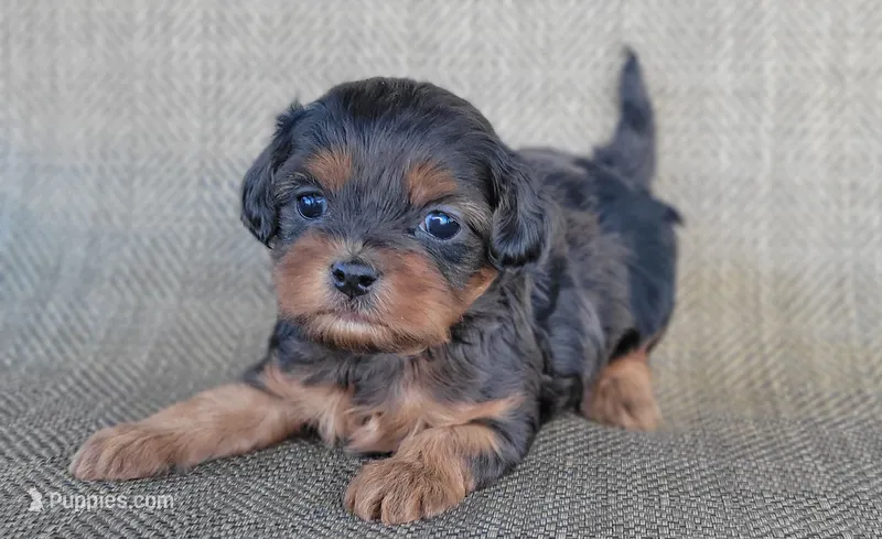 Tiana – Shihpoo puppy for sale in Limestone, TN