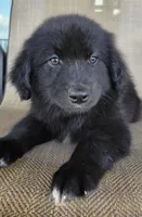 Bear, a male Australian Shepherd and Golden Retriever for sale in Limestone, TN – 6 of 8