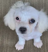 Pearl , a female Shichon for sale in Limestone, TN – 4 of 4
