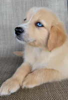 Blake , a male Australian Shepherd and Golden Retriever for sale in Limestone, TN – 6 of 8