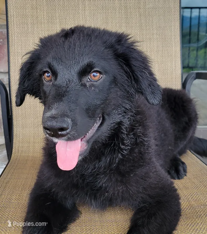 Trixie  – Australian Shepherd, Golden Retriever puppy for sale in Limestone, TN