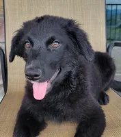 Trixie , a female Australian Shepherd and Golden Retriever for sale in Limestone, TN – 1 of 9