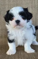 Dora, a female Shichon for sale in Limestone, TN – Photo 2 of 5