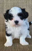 Dora, a female Shichon for sale in Limestone, TN – Photo 1 of 5