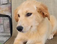 Dollie , a female Australian Shepherd and Golden Retriever for sale in Limestone, TN – 2 of 8