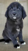 Bluey, a male Australian Shepherd and Golden Retriever for sale in Limestone, TN – 7 of 8