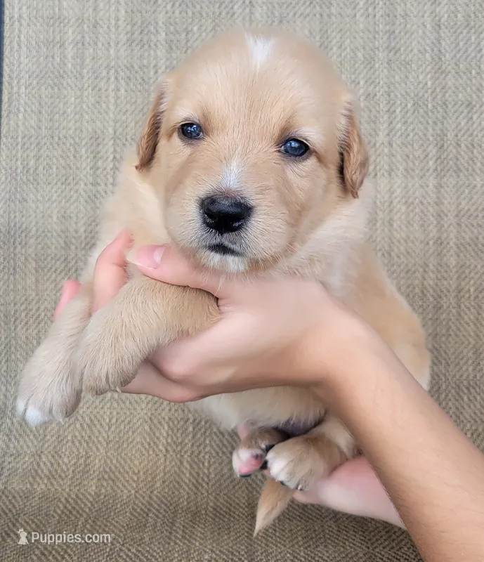 Dollie  – Australian Shepherd, Golden Retriever puppy for sale in Limestone, TN
