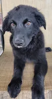 Trixie , a female Australian Shepherd and Golden Retriever for sale in Limestone, TN – 2 of 9