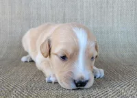 Princess , a female Australian Shepherd and Golden Retriever for sale in Limestone, TN – 2 of 3