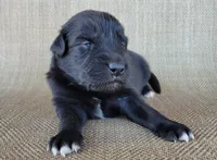 Bear, a male Australian Shepherd and Golden Retriever for sale in Limestone, TN – 2 of 3