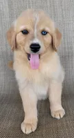 Goldie , a female Golden Retriever for sale in Limestone, TN – 4 of 7