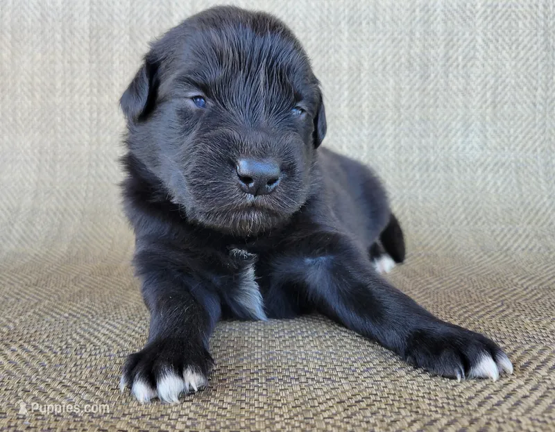 Bear – Australian Shepherd, Golden Retriever puppy for sale in Limestone, TN