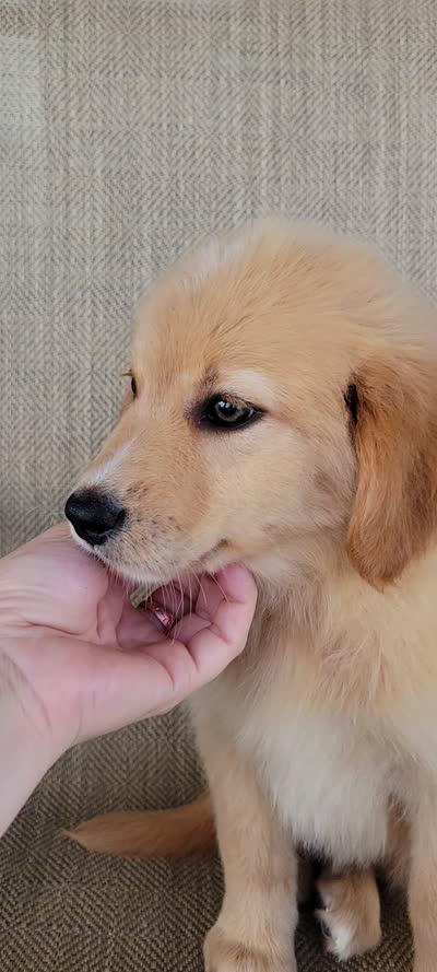 Dollie , a female Australian Shepherd and Golden Retriever for sale in Limestone, TN – 9 of 9
