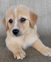 Candie, a female Australian Shepherd and Golden Retriever for sale in Limestone, TN – 3 of 8