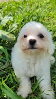 Pearl , a female Shichon for sale in Limestone, TN – 3 of 4