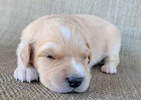 Elsa , a female Australian Shepherd and Golden Retriever for sale in Limestone, TN – 2 of 4