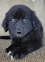 Bear, a male Australian Shepherd and Golden Retriever for sale in Limestone, TN – 4 of 8
