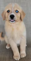 Goldie , a female Golden Retriever for sale in Limestone, TN – 5 of 7