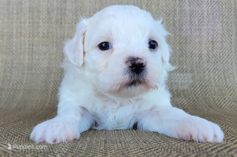 Pearl  – Shichon puppy for sale in Limestone, TN