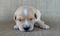 Waffles , a male Australian Shepherd and Golden Retriever for sale in Limestone, TN – 3 of 3