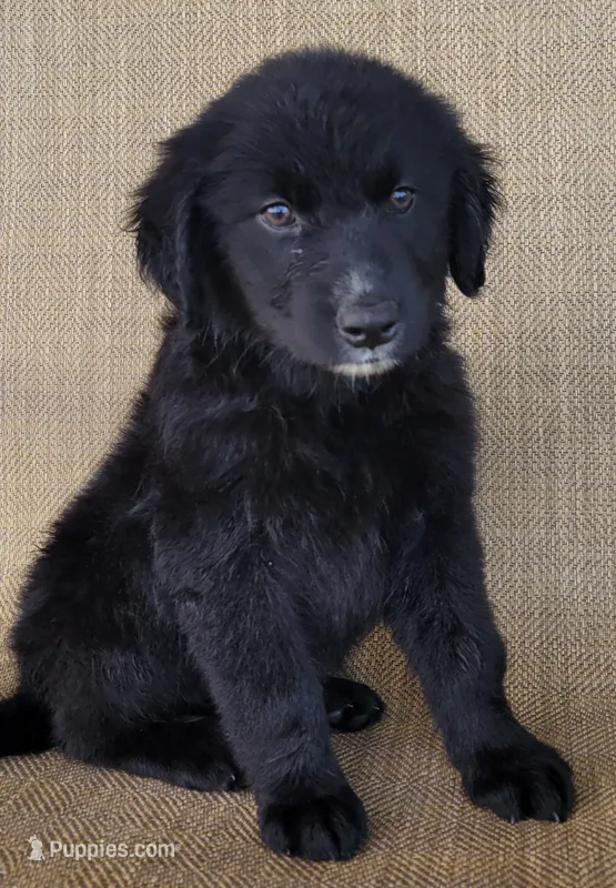 Trixie  – Australian Shepherd, Golden Retriever puppy for sale in Limestone, TN