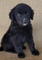 Trixie , a female Australian Shepherd and Golden Retriever for sale in Limestone, TN – 1 of 5