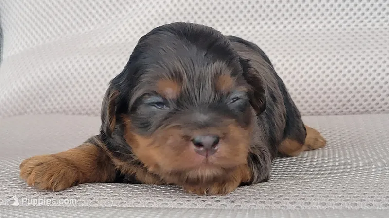 Tiana – Shihpoo puppy for sale in Limestone, TN