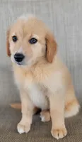 Dollie , a female Australian Shepherd and Golden Retriever for sale in Limestone, TN – 7 of 9