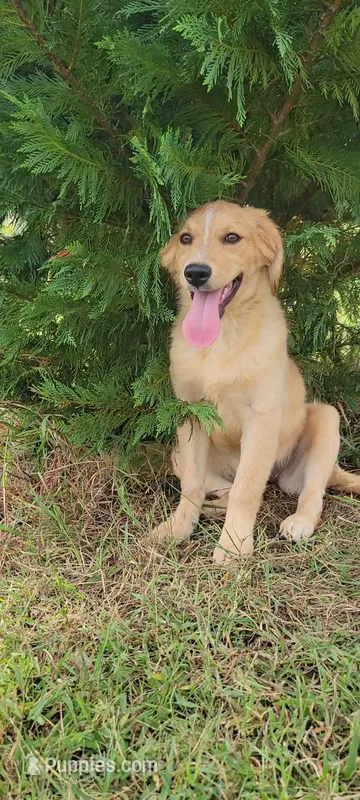 Princess  – Australian Shepherd, Golden Retriever puppy for sale in Limestone, TN