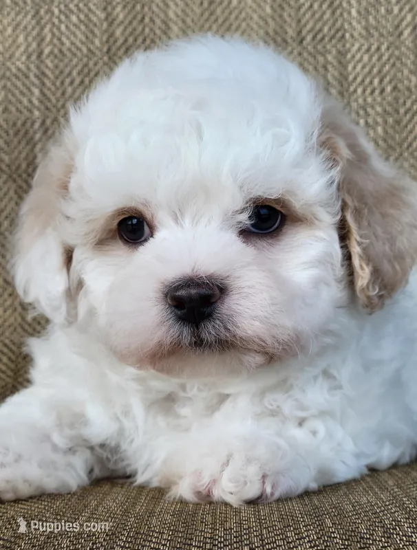 Noah – Shichon puppy for sale in Limestone, TN