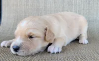 Elsa , a female Australian Shepherd and Golden Retriever for sale in Limestone, TN – 3 of 4