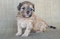Paris , a female Shihpoo for sale in Limestone, TN – 4 of 5