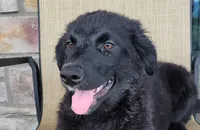 Trixie , a female Australian Shepherd and Golden Retriever for sale in Limestone, TN – 3 of 9