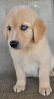 Waffles , a male Australian Shepherd and Golden Retriever for sale in Limestone, TN – 4 of 7