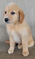 Dollie , a female Australian Shepherd and Golden Retriever for sale in Limestone, TN – 8 of 9