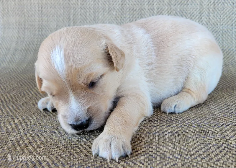 Waffles  – Australian Shepherd, Golden Retriever puppy for sale in Limestone, TN